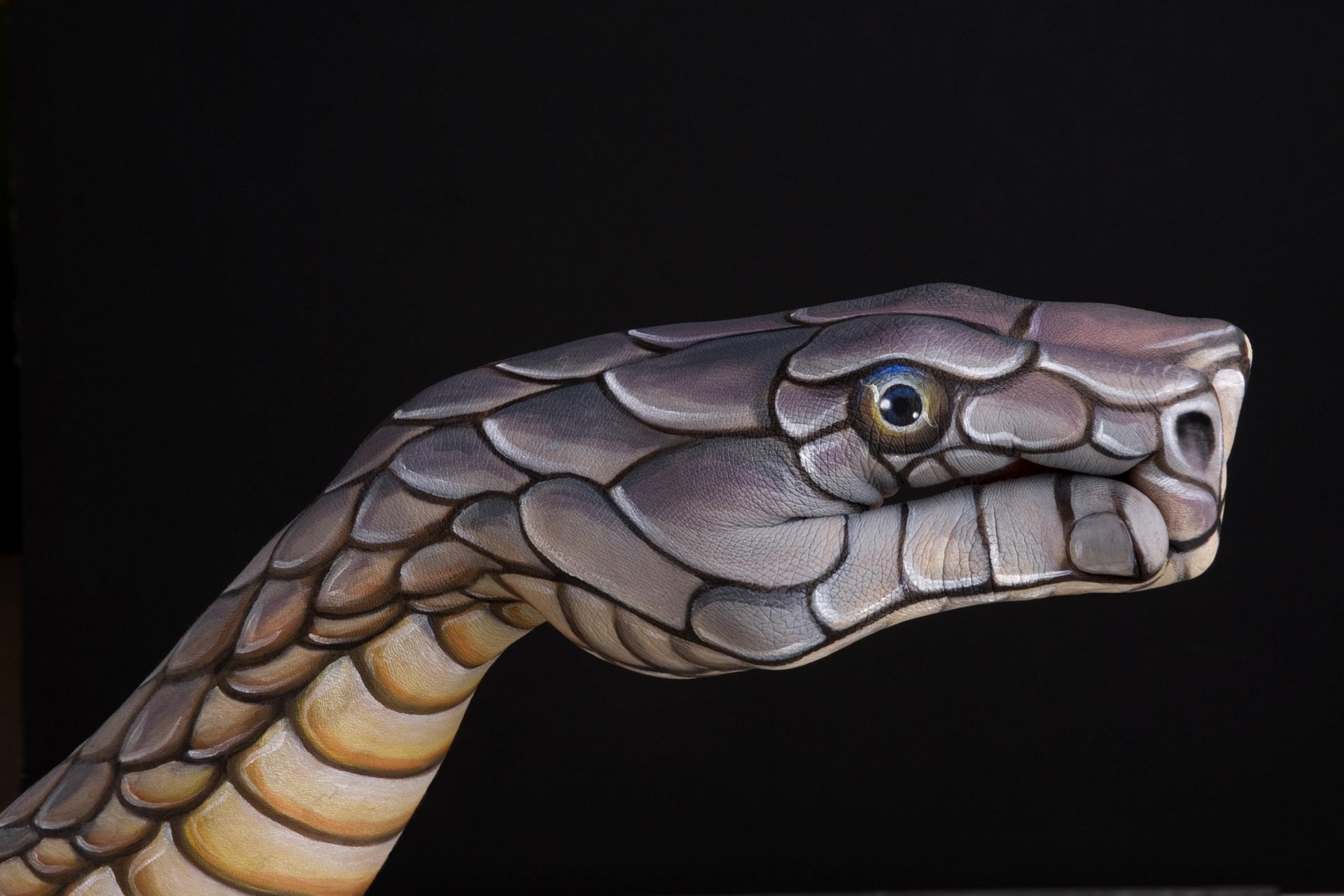 serpiente hecho a mano creativo italiano artista guido daniele guido daniel dedos mano fondo de pantalla