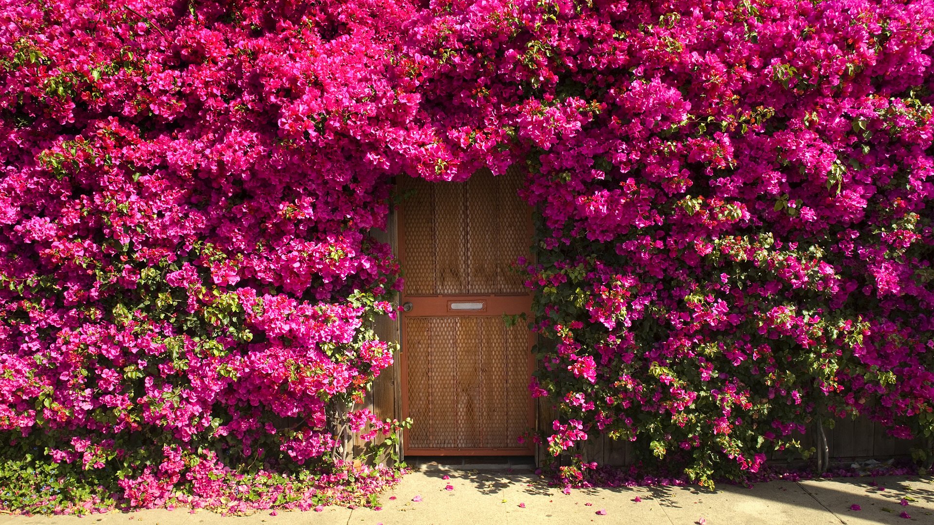 porte ingresso fiori cespuglio boschetti