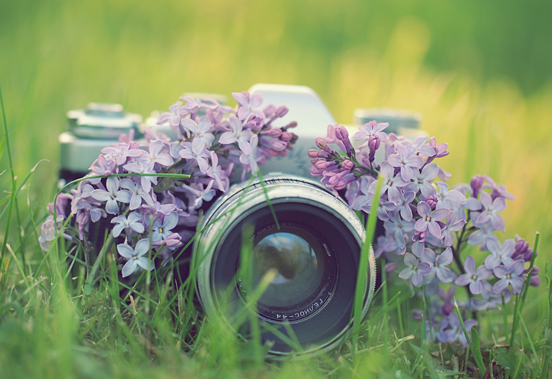 photo a camera camera grass lilac flower zenith