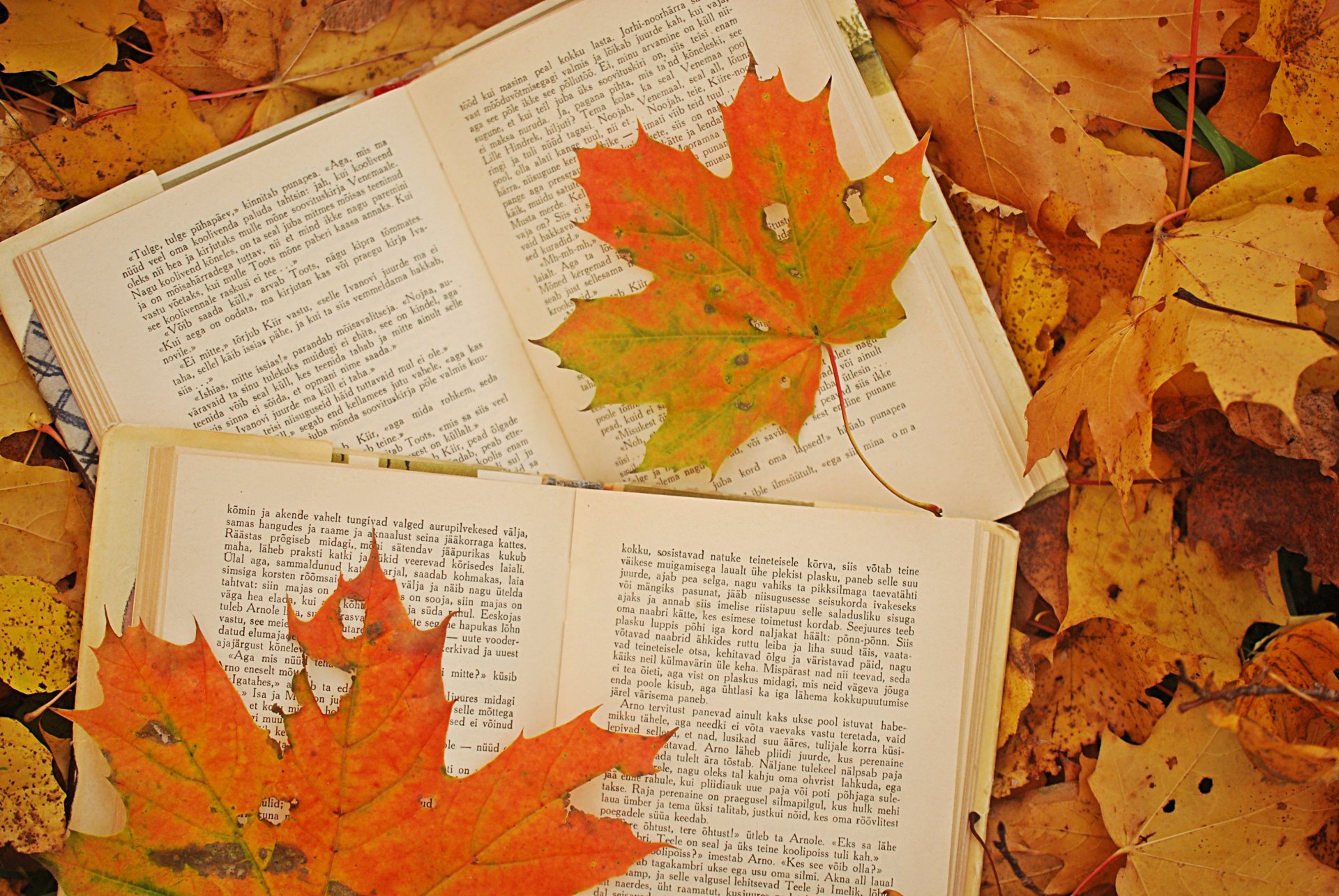 foto autunno foglie acero libri