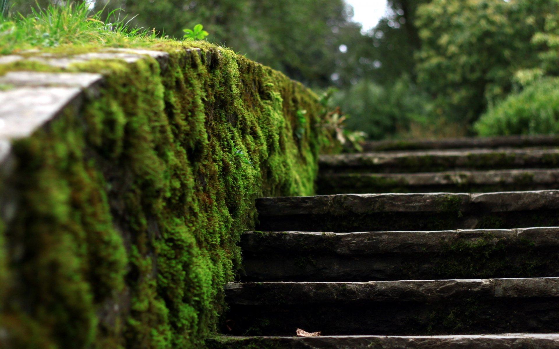 degree moss close up