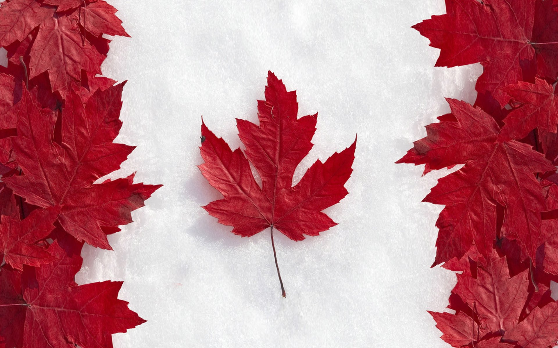 flag canada leaves maple snow