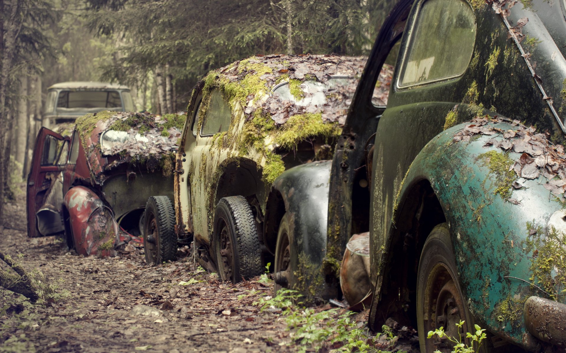 coches chatarra musgo carretera bosque