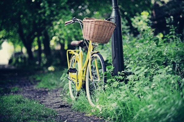 Bike ride on the road in the park