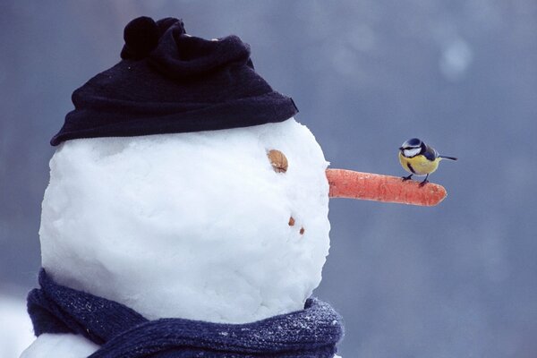 Oiseau assis sur le nez d un bonhomme de neige en hiver