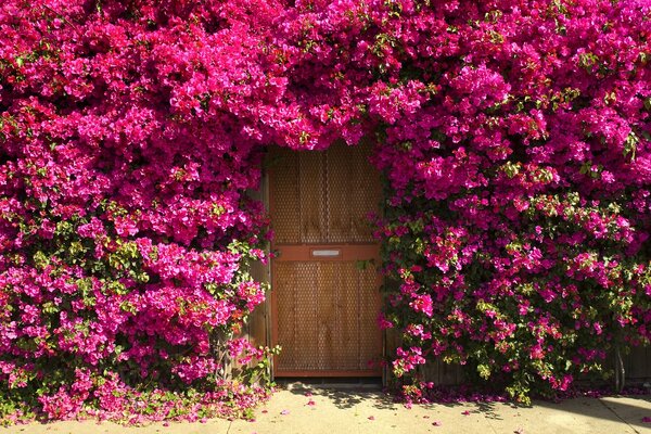 A door in a thicket of rose bushes