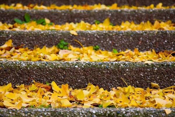 Feuilles tombées jaunes sur les Marches