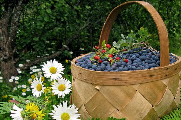 Un panier avec des baies est près des marguerites