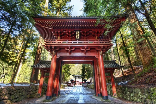 Belle forêt de printemps japonais