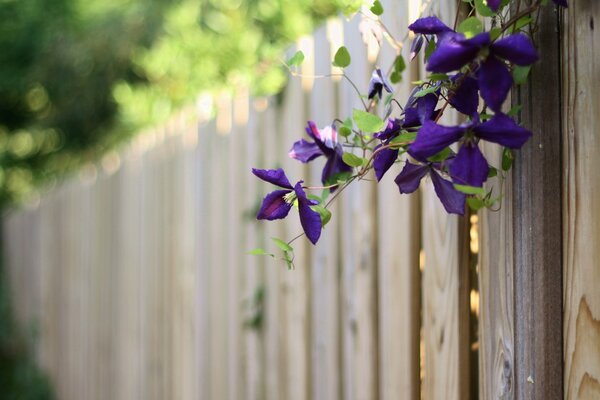 Fiori viola appesi a una recinzione di legno in estate