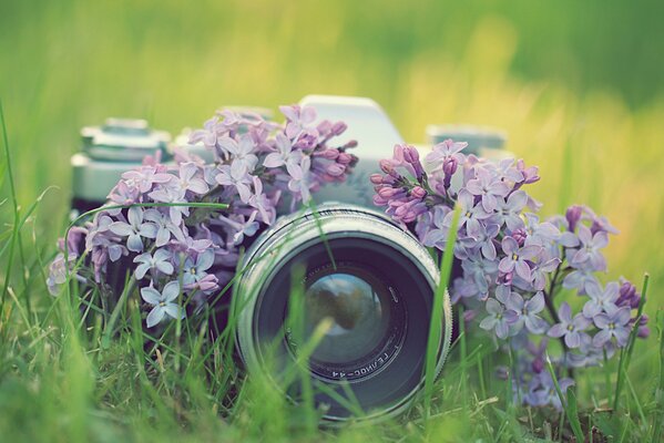 The camera is drowning in greenery in a clearing