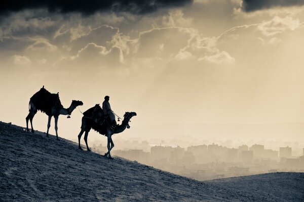 Camellos caminando por el desierto por una dama