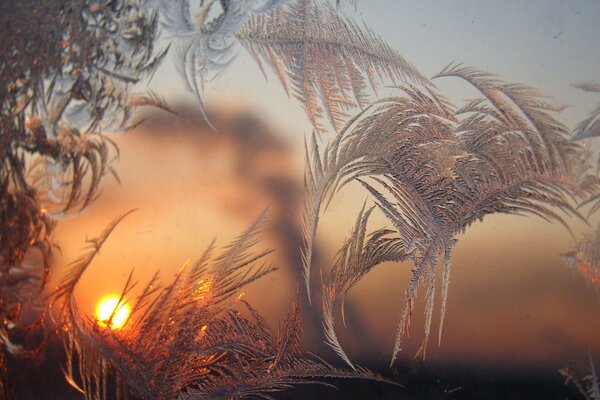 Amanecer patrones de plumas y el sol