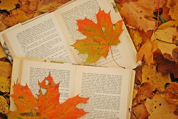 Open books lie in yellow maple leaves