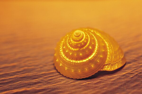 Coquille jaune vif sur le sable