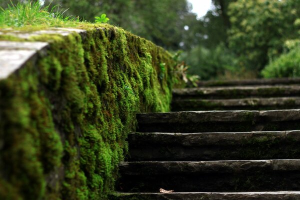 Steps with handrails in moss close-up