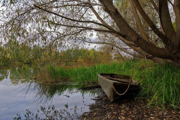 Boot am See an einen Baum gebunden