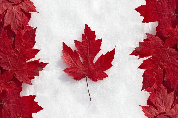 Beautiful image of a flag made of maple leaves