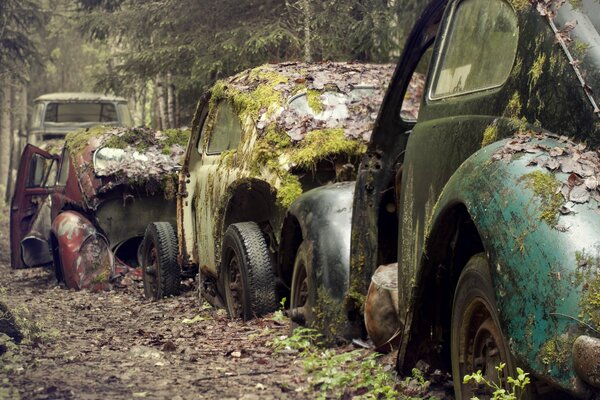 Colección de coches abandonados en el bosque