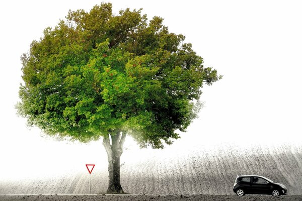 Un destello deslumbrante envolvió un árbol, un automóvil y un letrero