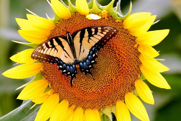 Mariposa sentada en un girasol