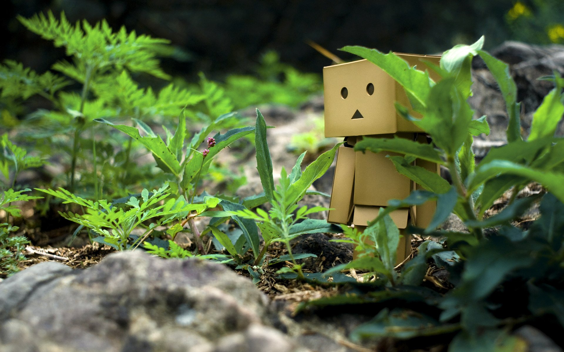 danbo kasten gras steine weg