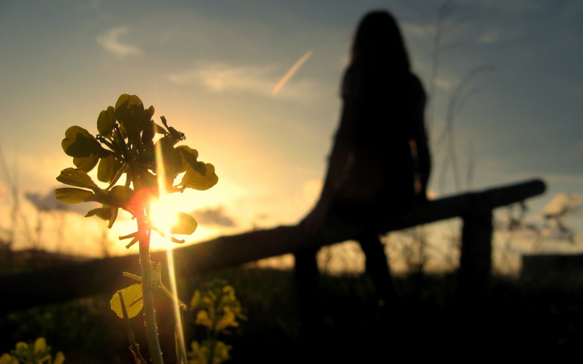 unset silhouette plant sky