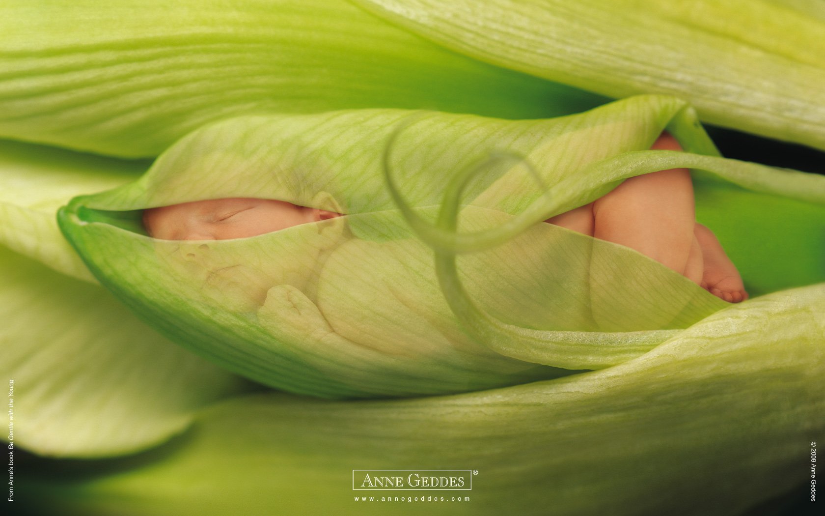 feuilles germes verts