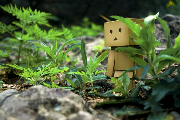 Title danbo in the grass on a walk with stones