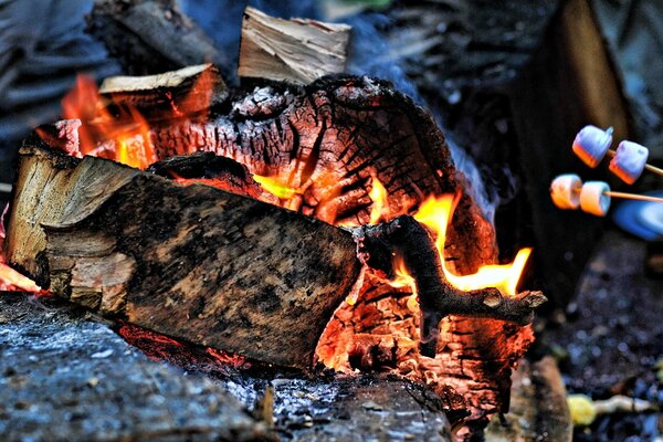 Oyuglevgesya tree in flames and marshmallows