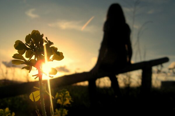 The girl is sitting on a bench and admiring the sunset