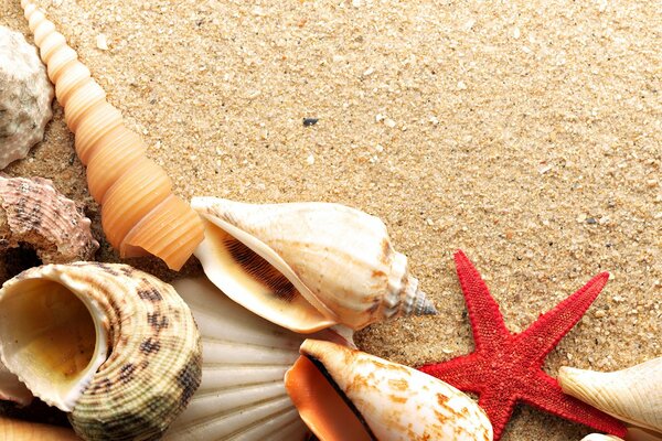 Seashells and starfish on the sand