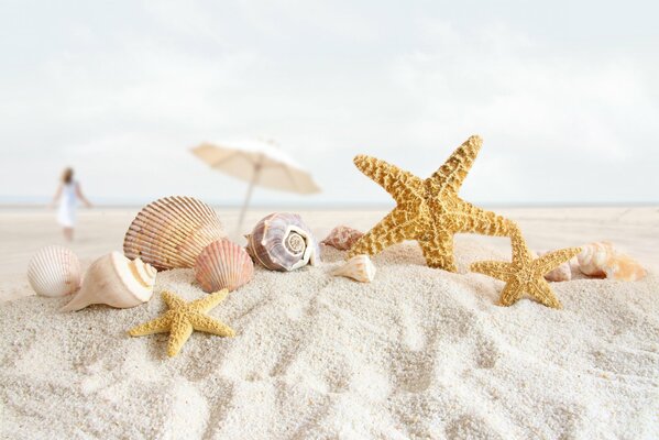 Muscheln, Muscheln und Seesterne liegen auf weißem Strandsand am Meer