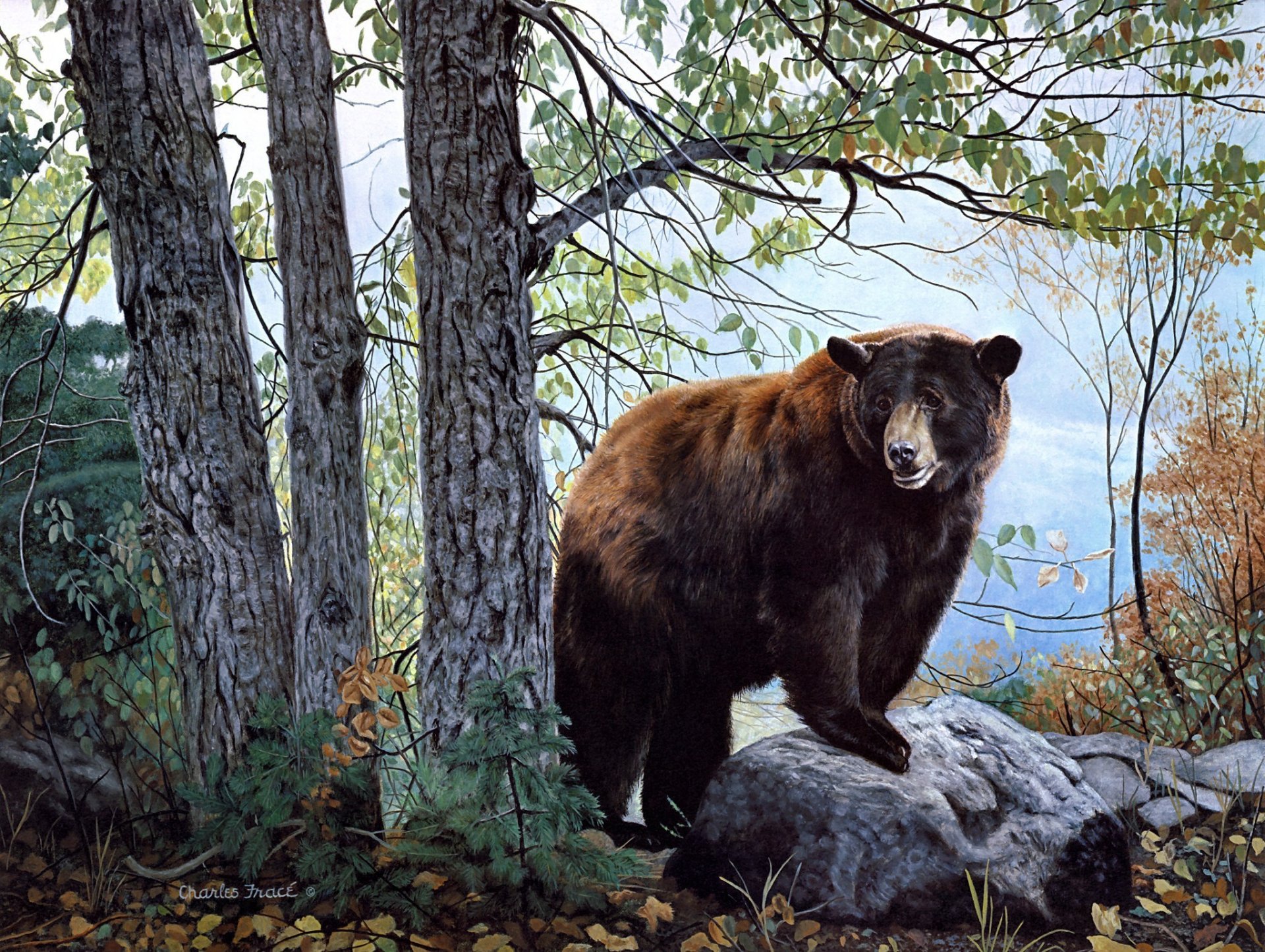 morning watch charles frace painting bear forest nature brown bear