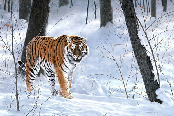 Tiger walks slowly through the snowy forest