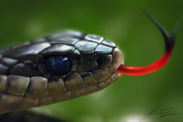 Testa di serpente con riprese macro lingua su sfondo verde