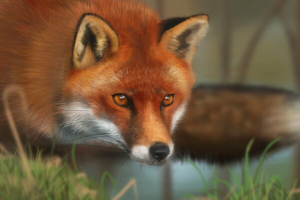 Hermosa pelirroja Fox en la naturaleza