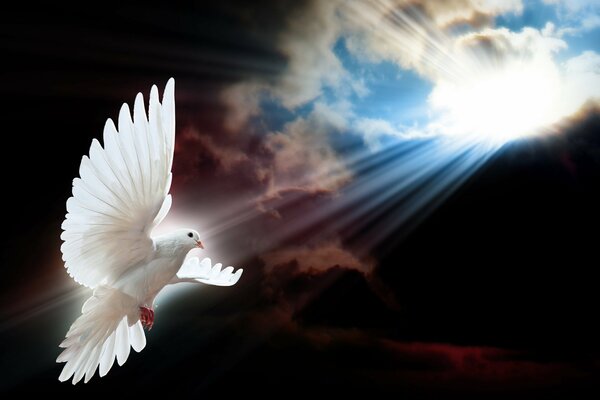 A dove flying at the rays of the sun breaking through the clouds