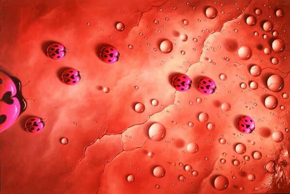 Pink ladybugs on red cracked soil with dew drops