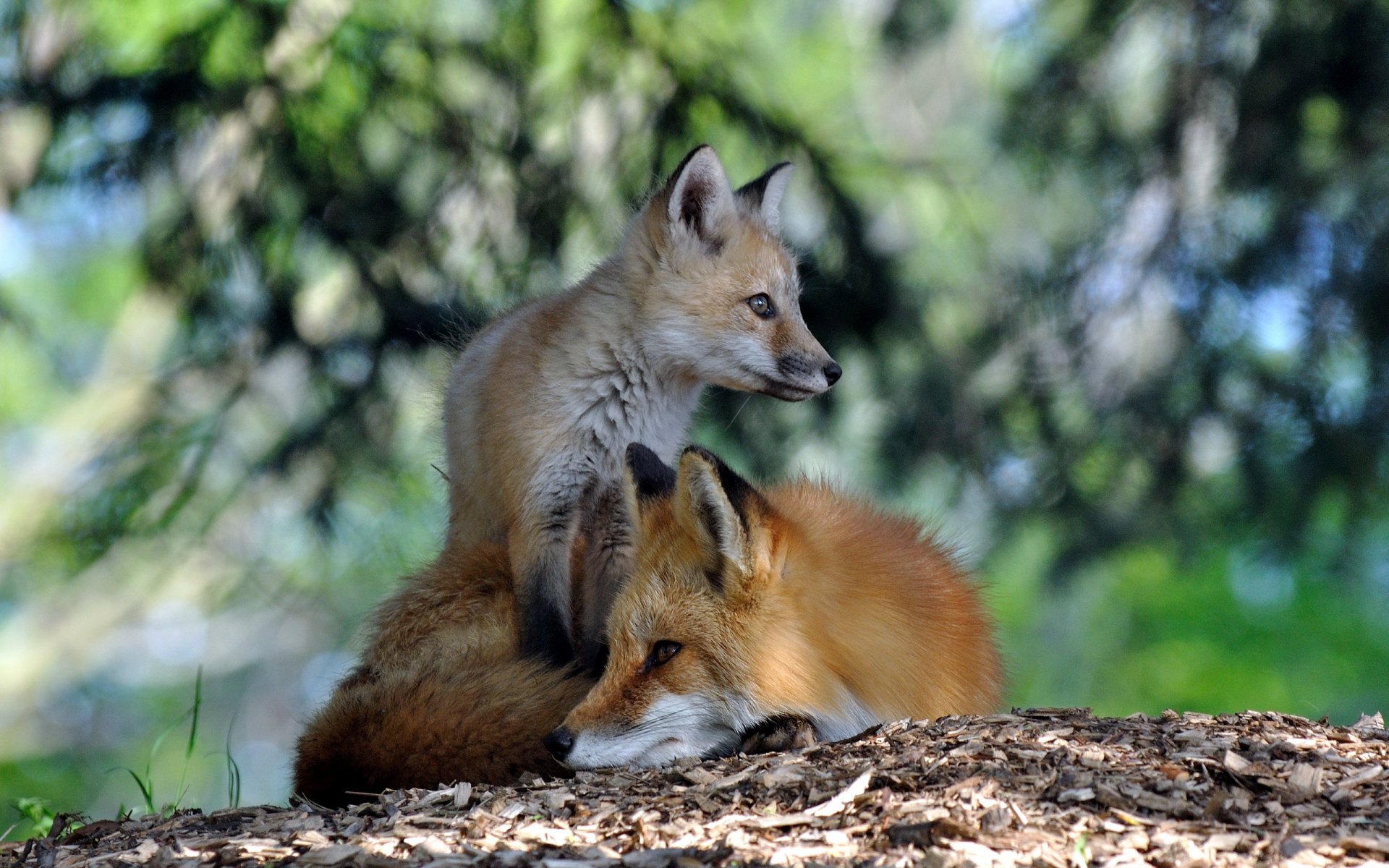 fuchs natur sommer