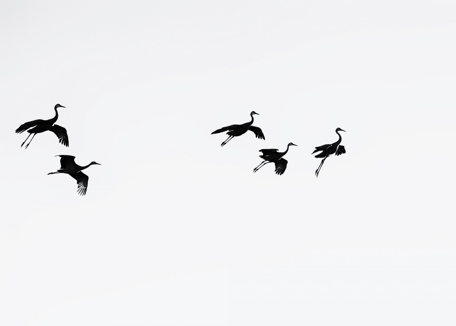 birds sky background