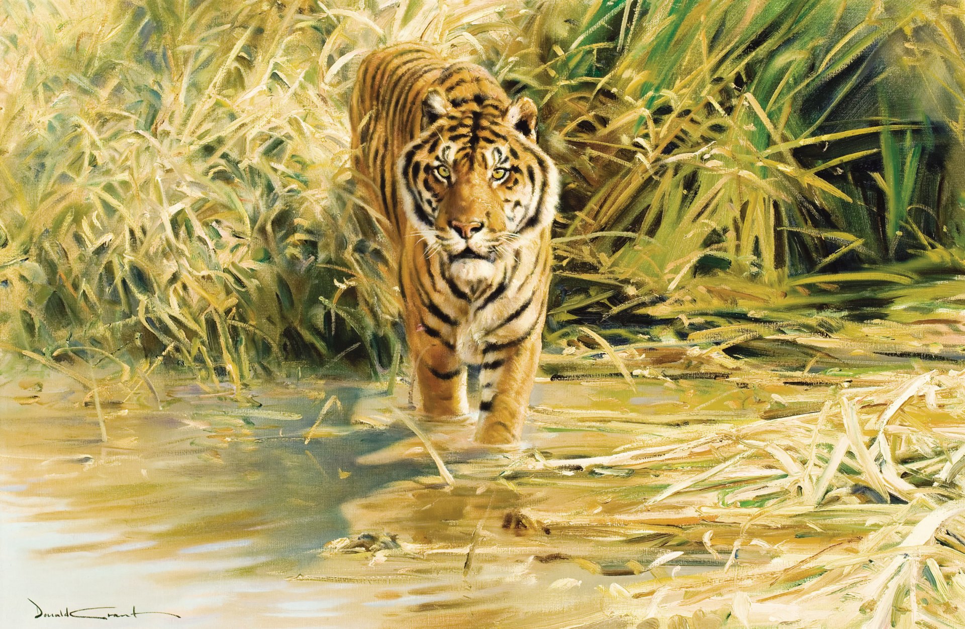 donald grant tigre disegno pittura