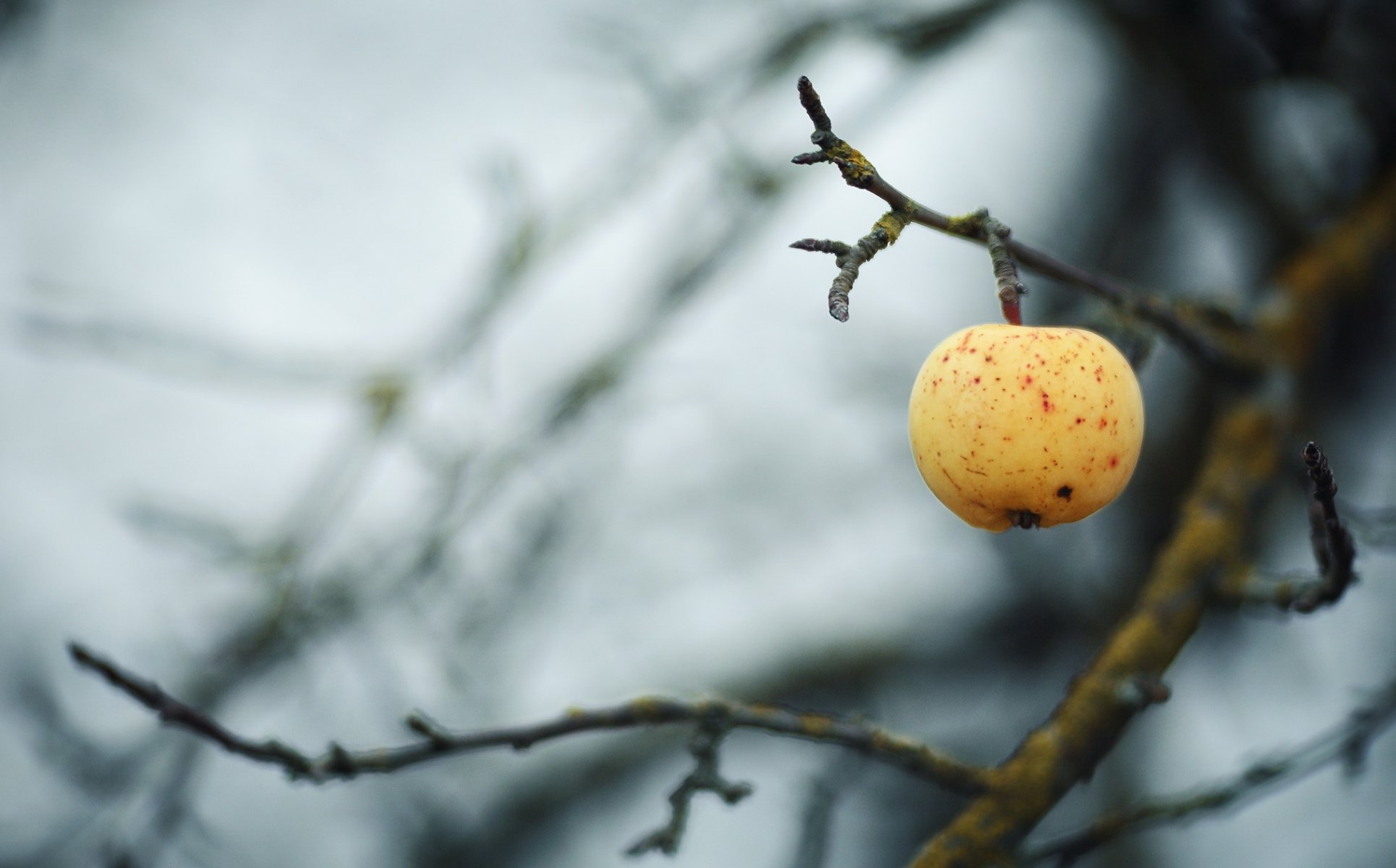 pomme branche automne