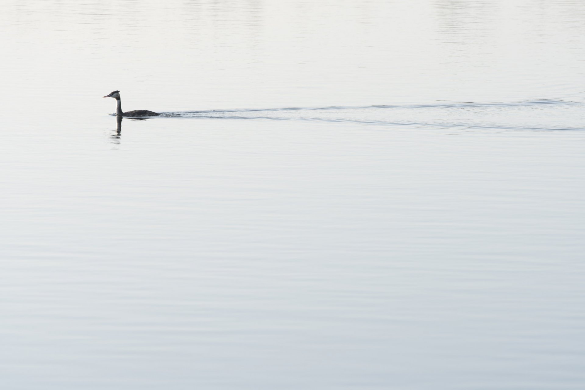 lac canard nature