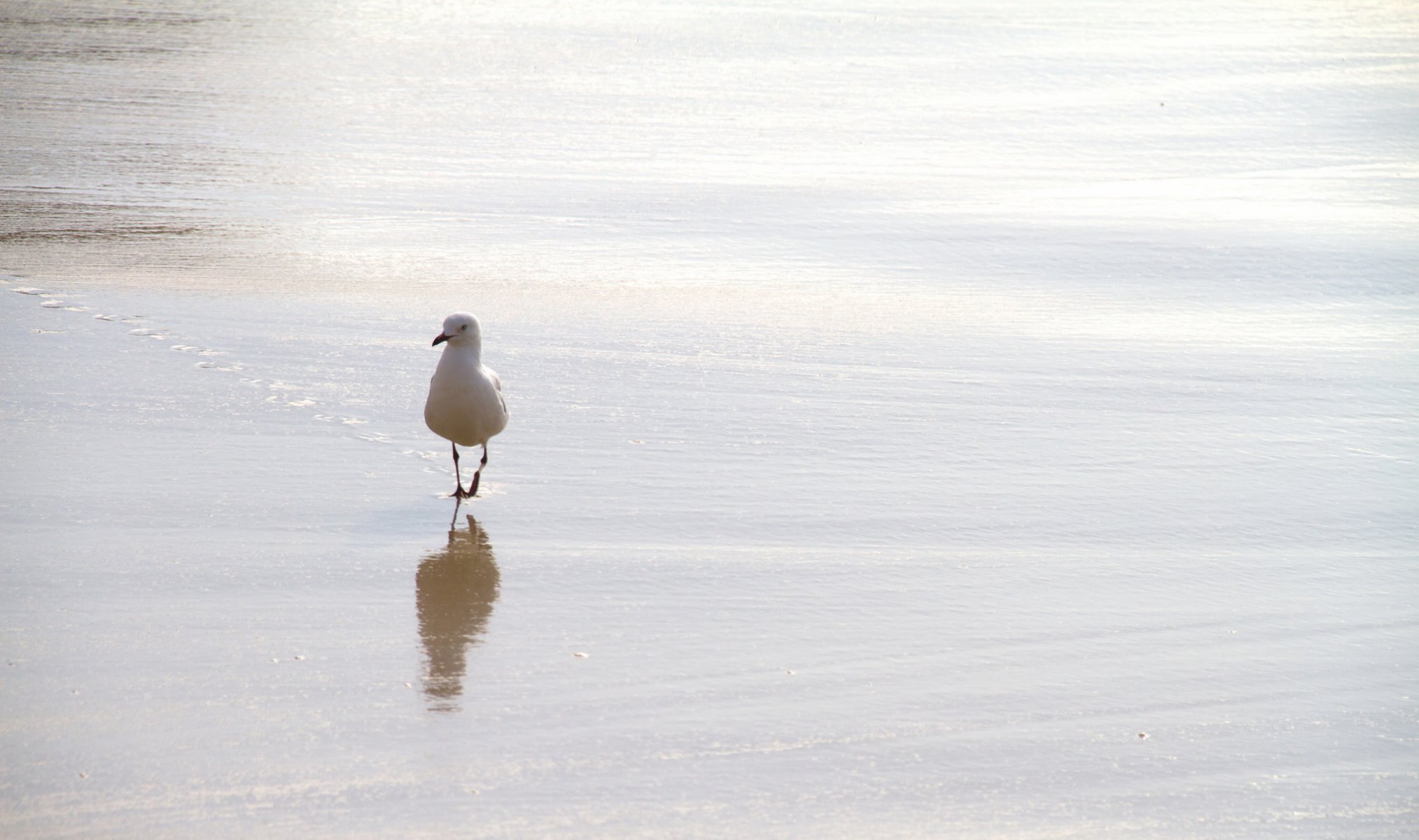 vogel natur hintergrund