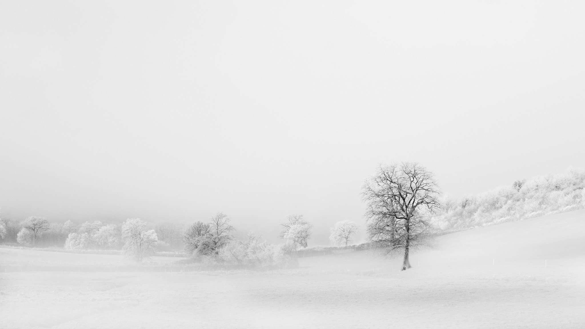 feld bäume hintergrund