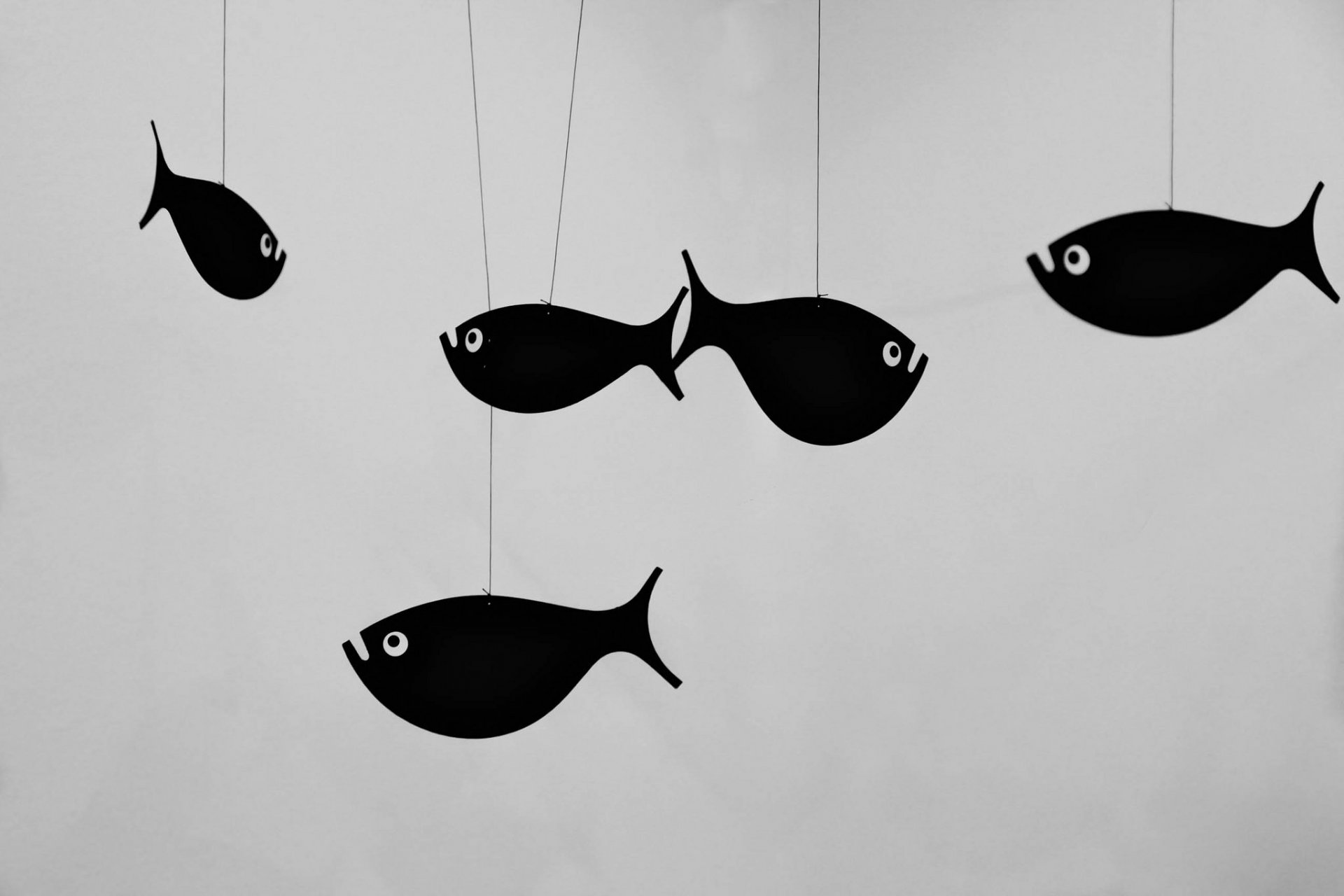 poissons poissons noir yeux formes