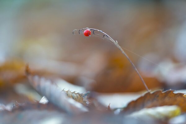 Immagine macro di una piccola bacca