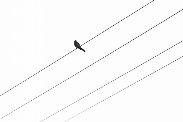 Background. Bird on wires