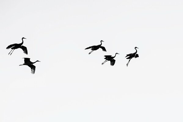 Les oiseaux sont magnifiquement défoncés dans le ciel